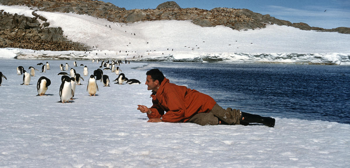 Claude Lorius au milieu des manchots, près de la base de Dumont-d'Urville. Crédit photo EXPEDITIONS POLAIRES FRANCAISES